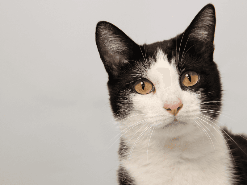 Exotic American Shorthair