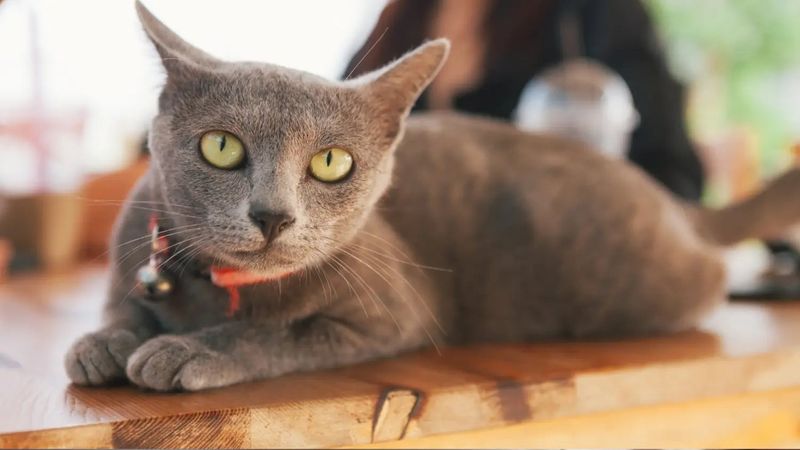 The Contemplative Korat