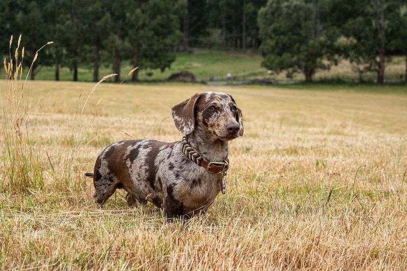 Chasing Birds Or Small Animals