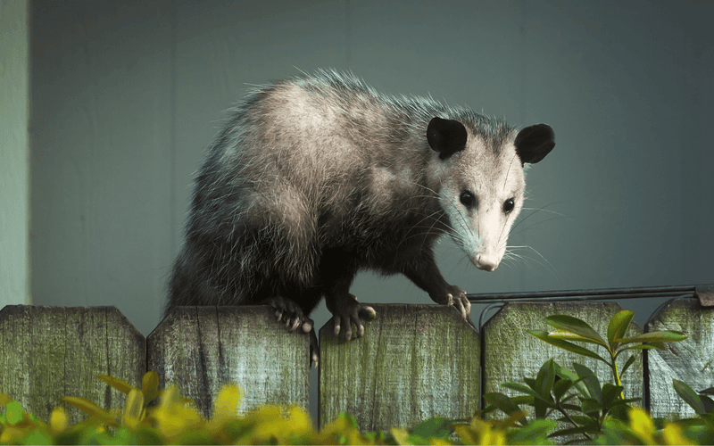 Shy Opossum Visitors