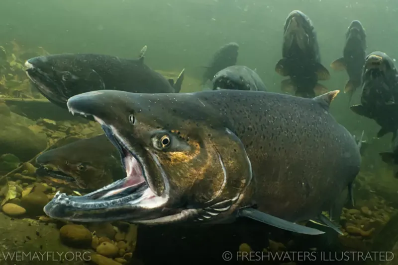 Salmon River's Wilderness Isolation