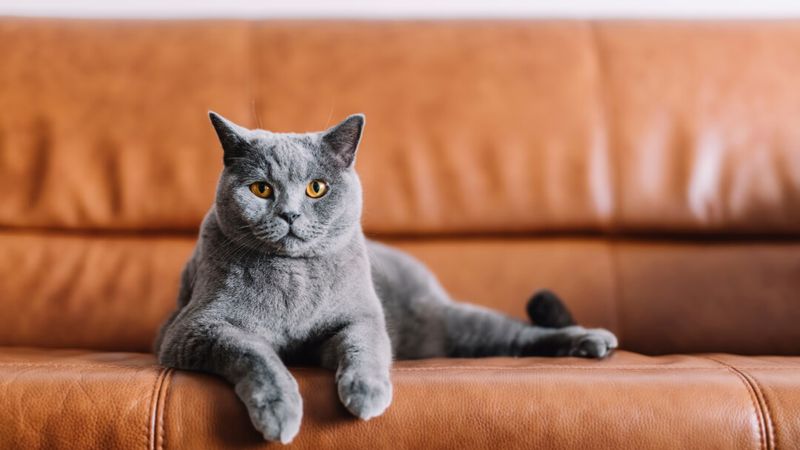 Laid-Back Gray Companions