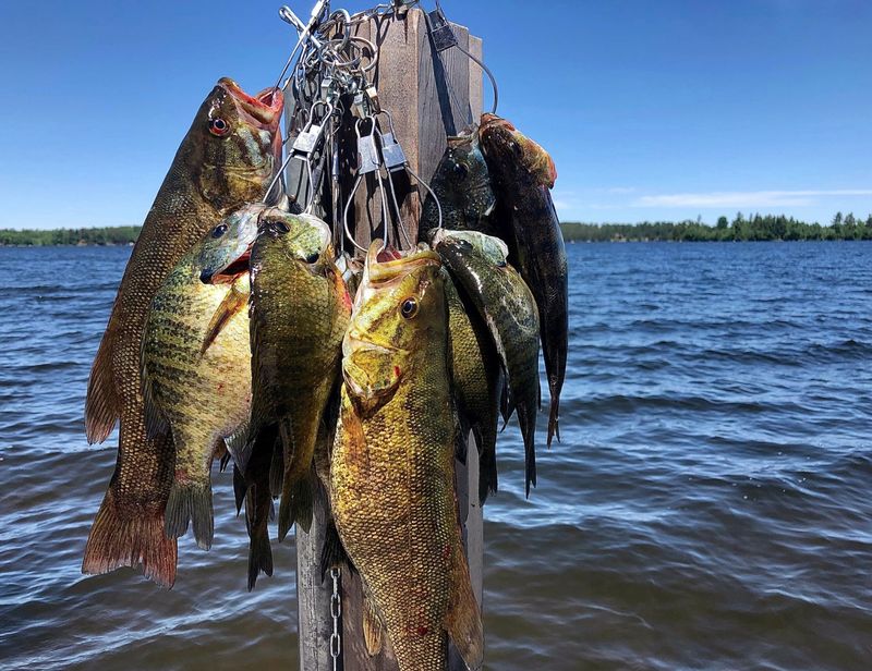 Fishermen Who Keep Every Bass They Catch