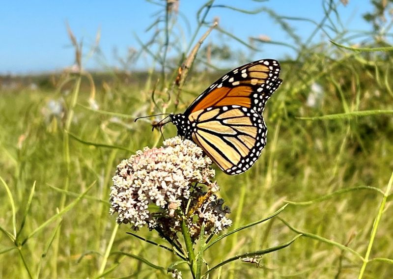Walk Through Riparian Zones