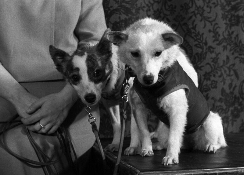 Belka And Strelka: The Space Dogs Who Returned