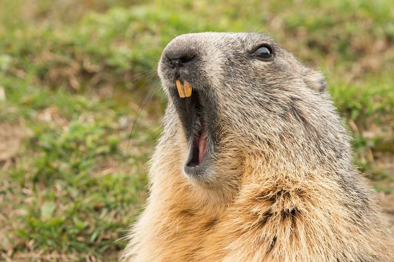 Teeth And Feeding Habits