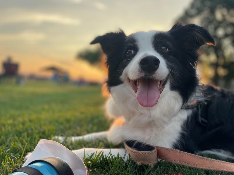 Bright-Faced Border Collies