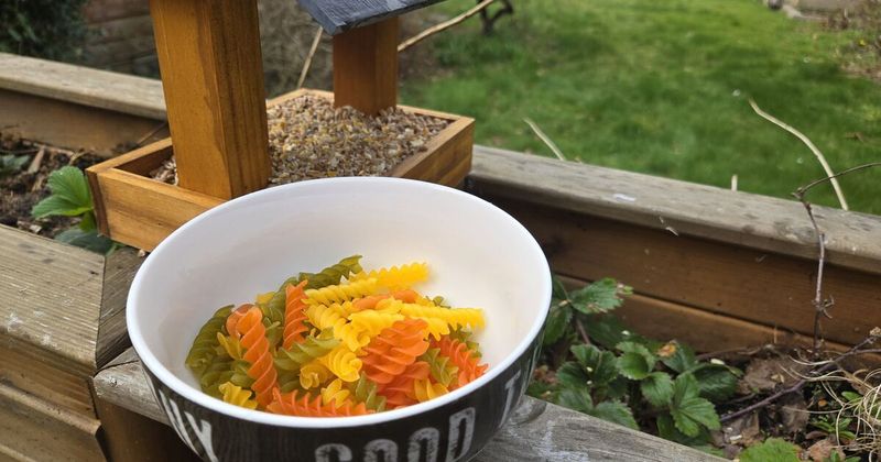 Cooked Pasta – Unexpected Bird Favorite