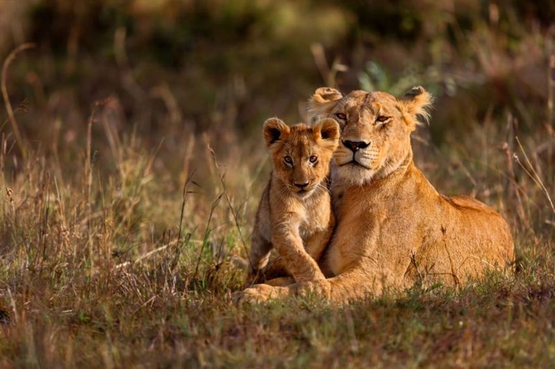 Lion