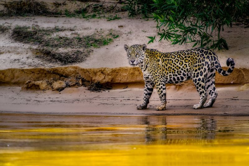 Jaguar