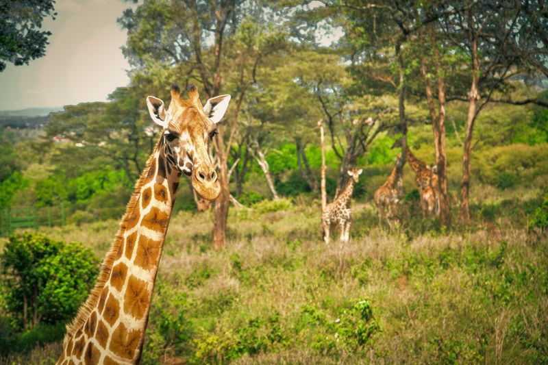 Giraffe