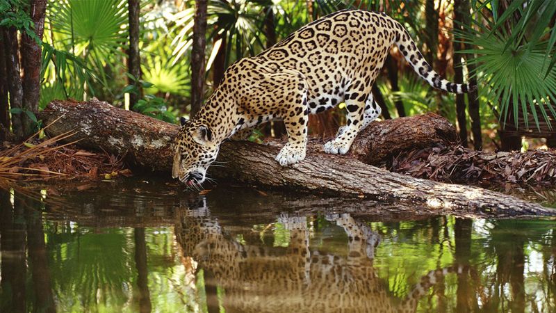 Jaguar
