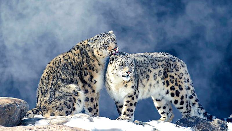 Snow Leopard