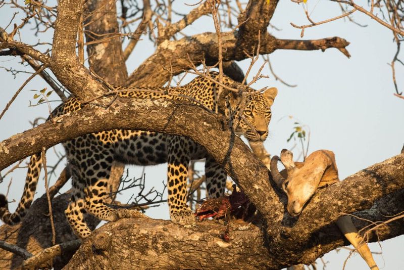 Leopard