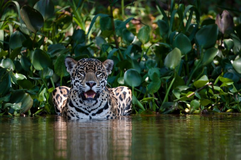 Jaguar's Solitary Waterway Kingdom