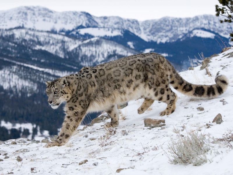 Snow Leopard Quest In Ladakh