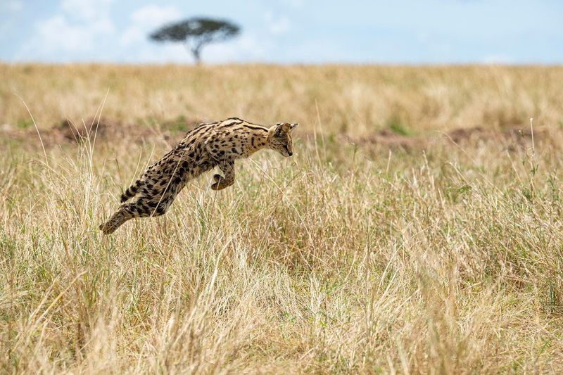 Serval
