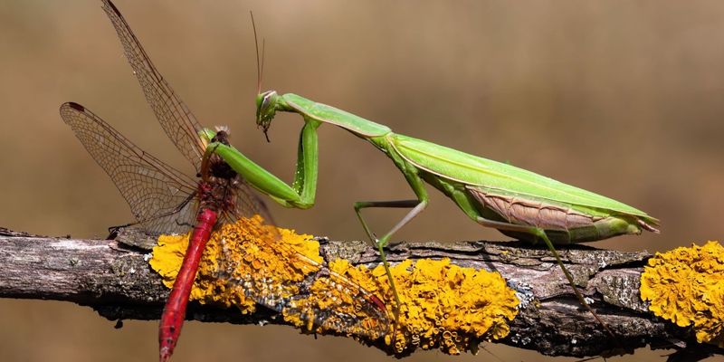 Praying Mantises