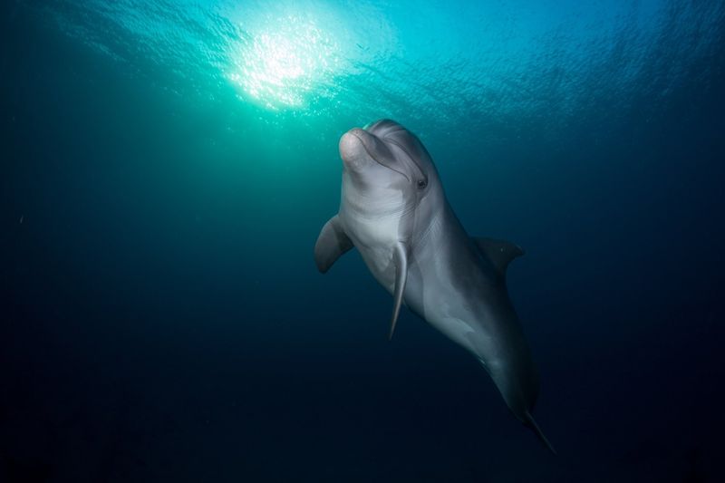 Dolphins