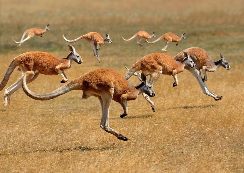 Kangaroo Ground Thumps