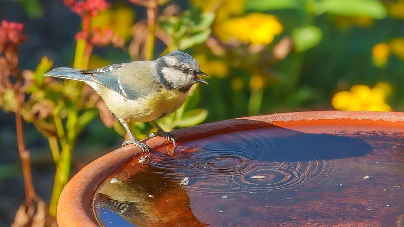 Lack Of Perching Spots