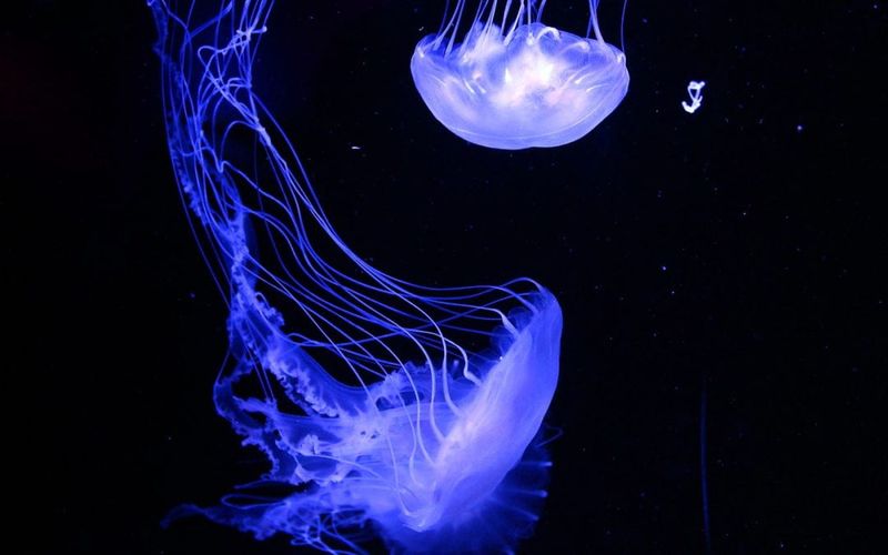 Escape From Oceanic Stress