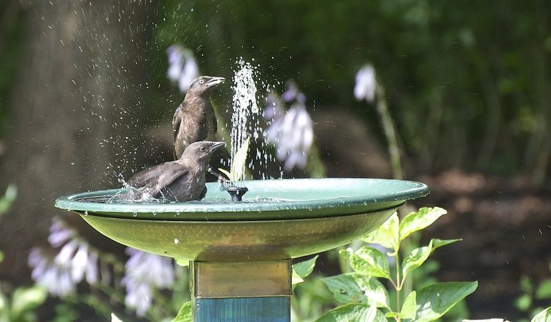 Moving Water Features