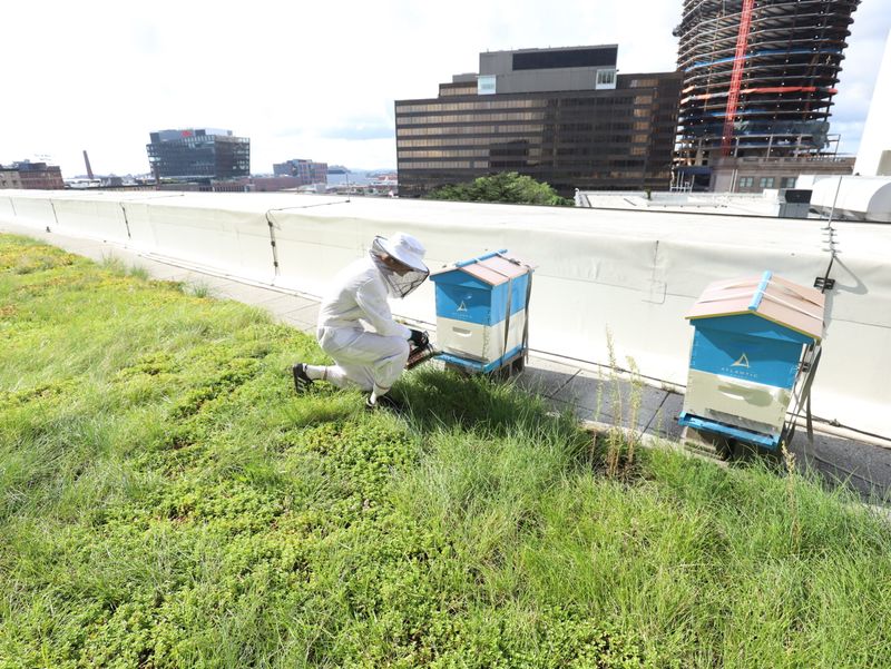 Rooftop Hives Transform Urban Spaces