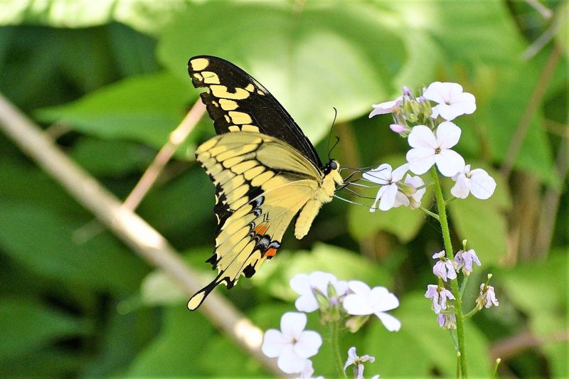 Regional Timing: Seasonal Butterfly Calendar