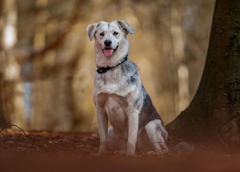Breed-Specific Social Media Accounts