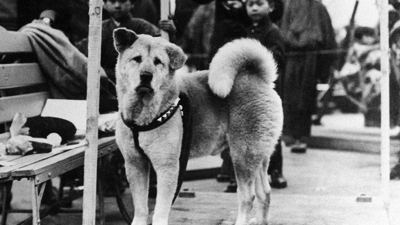 Hachikō