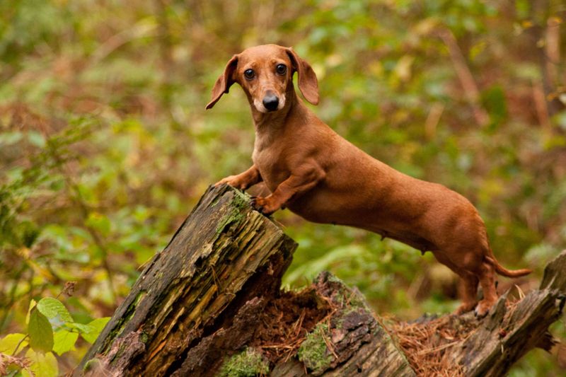 Dachshund