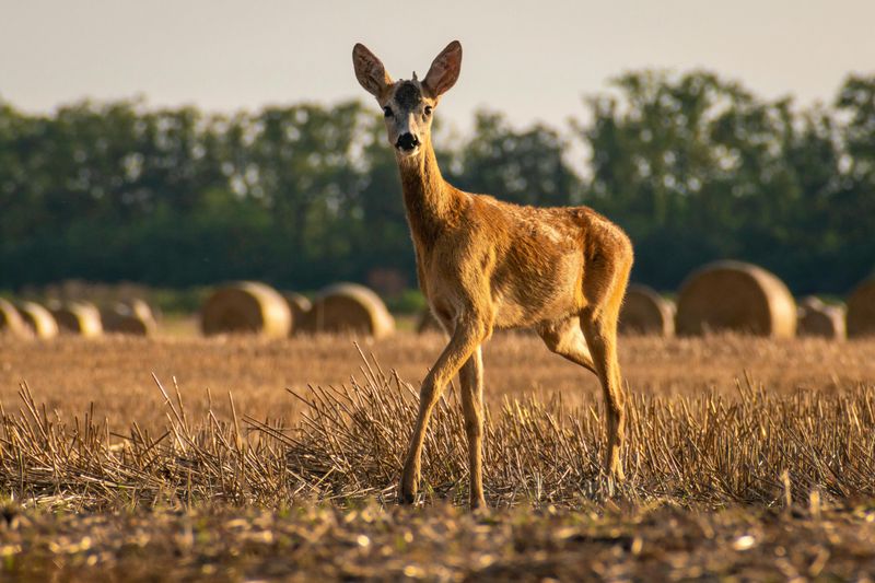 Grass Hay