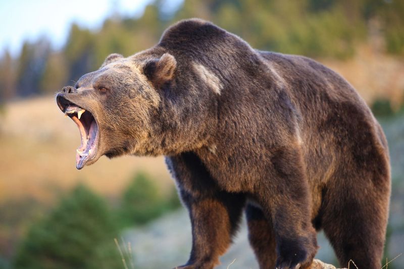 Tongass Forest Sovereign