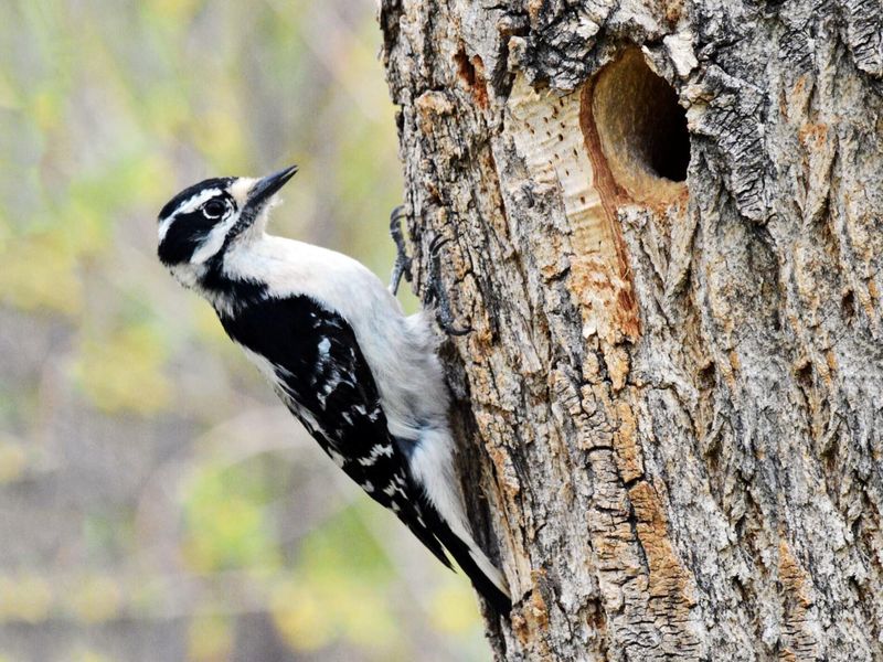Woodpecker's Rhythmic Drumming
