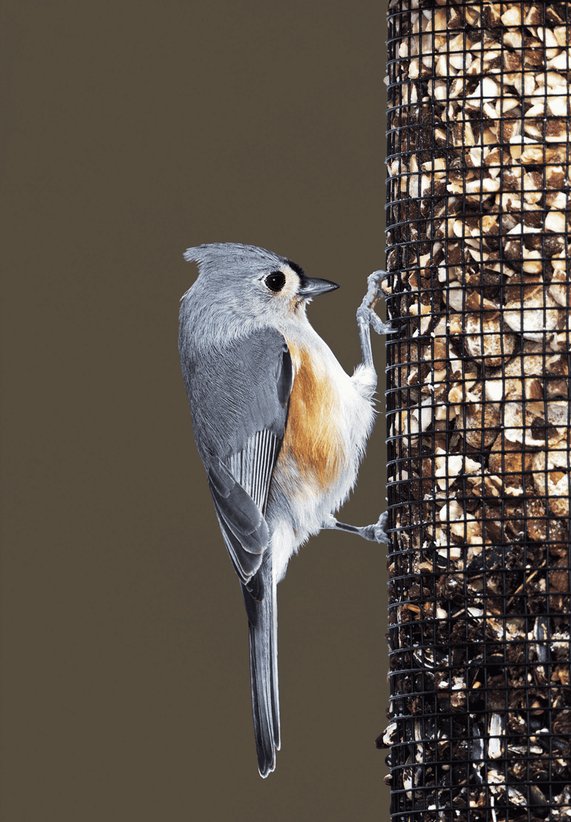 Tufted Titmice