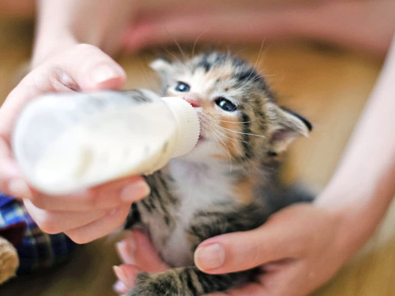 Cat Milk Formulas