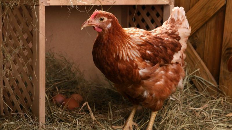 Average Lifespan Of A Chicken