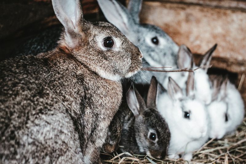 Rabbits