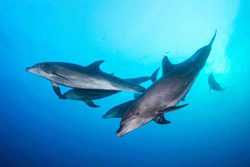 Whale And Dolphin Warning Whistles