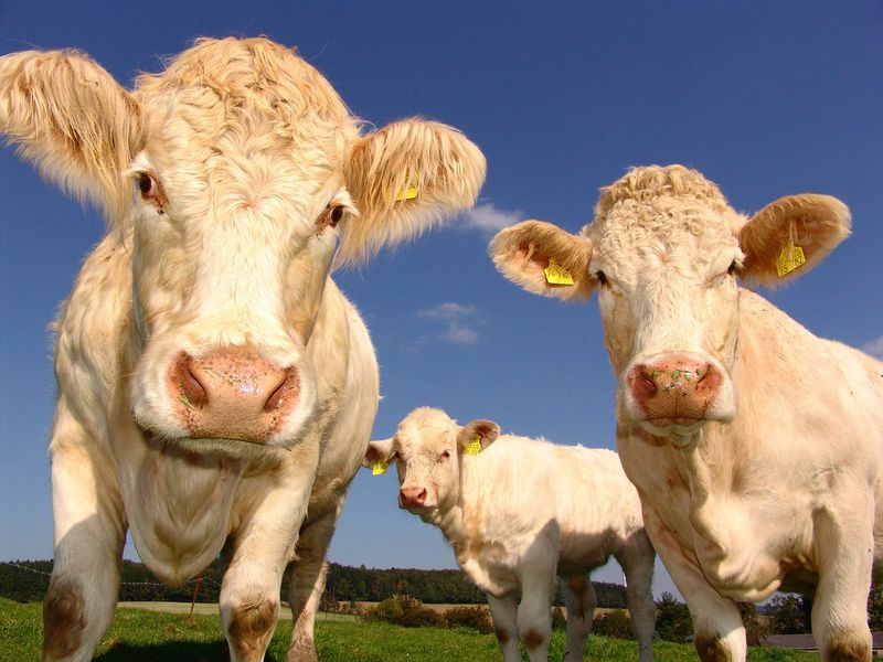 Cows Have Best Friends
