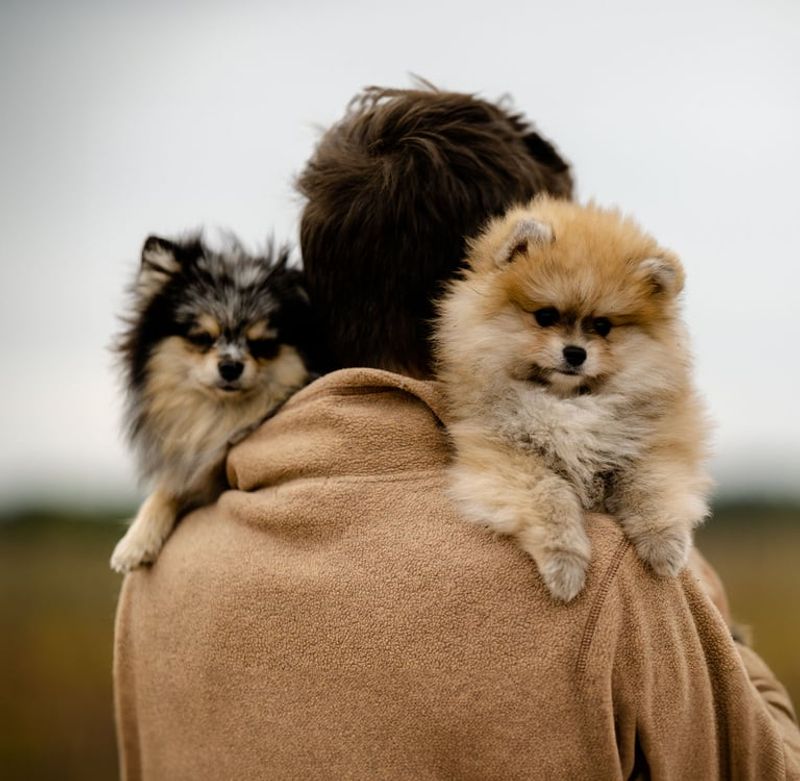 Pomeranian