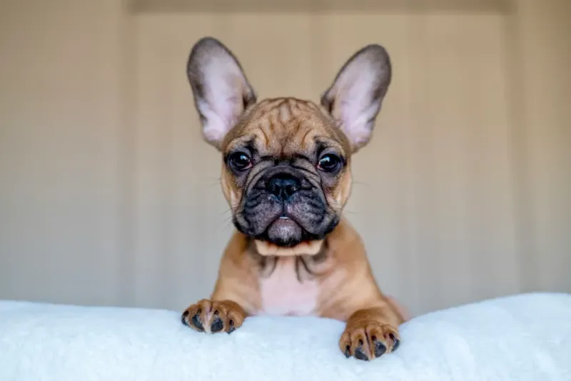 French Bulldog
