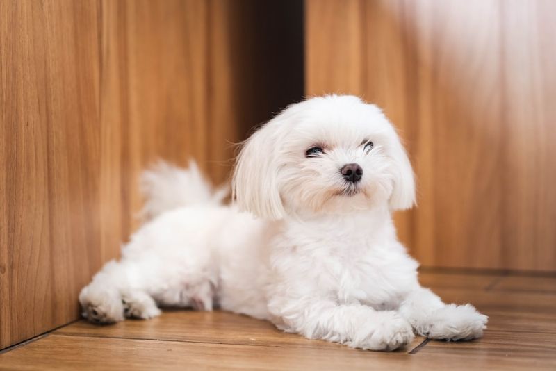 Maltese: Elegant Escapist