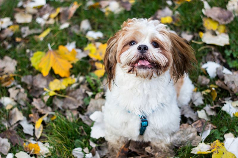 Shih Tzu