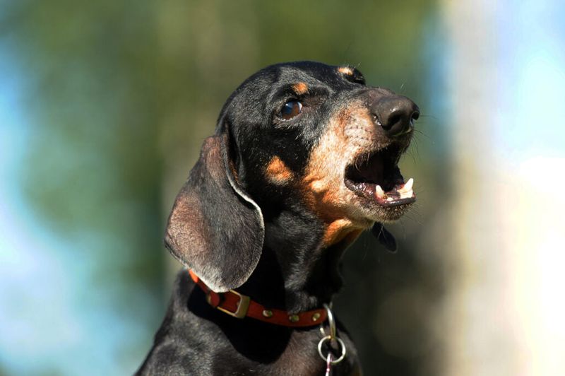 Dachshunds