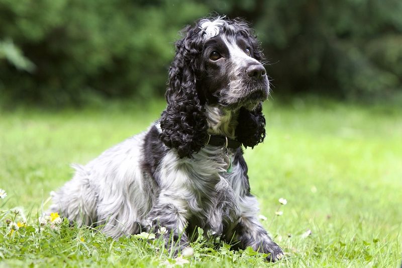 Cocker Spaniels
