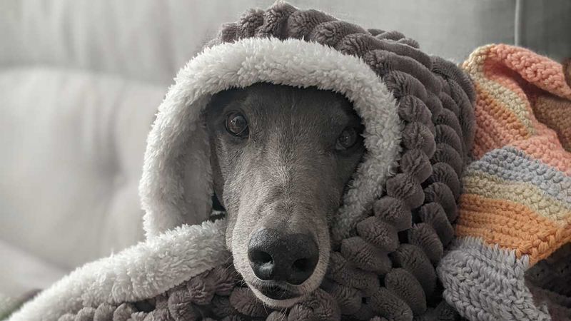 Greyhounds: Speed Demons With Zero Insulation