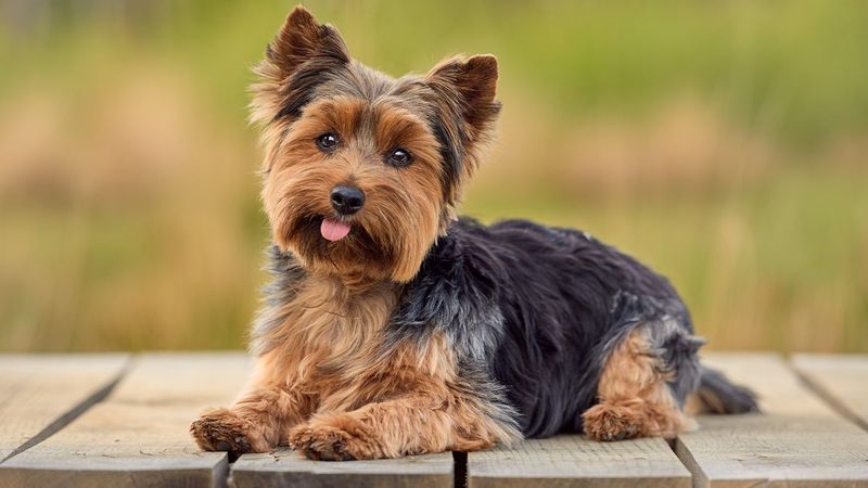 Yorkshire Terriers: Delicate Divas