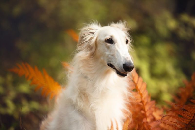 Borzois: Aristocratic Hounds With Refined Sensibilities